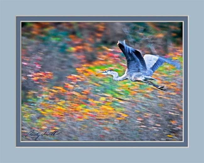 Great Blue Heron in the Fall